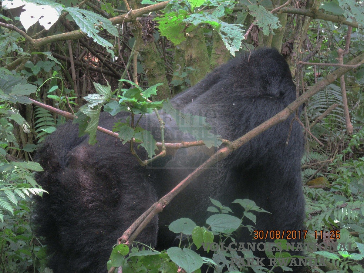 Congo gorilla trekking Safaris & Tours