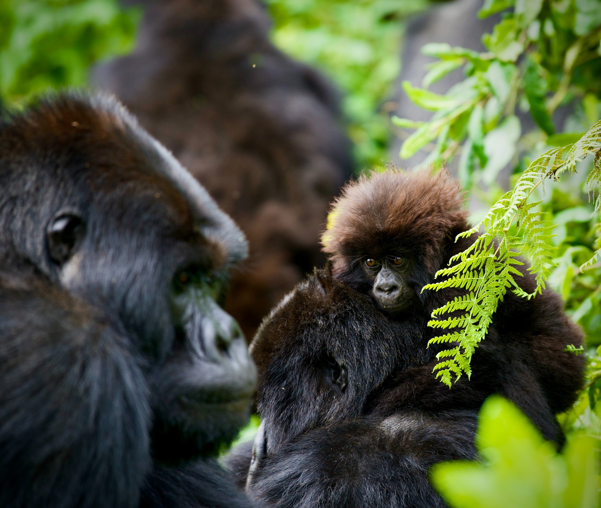 Congo gorilla trekking Safaris & Tours