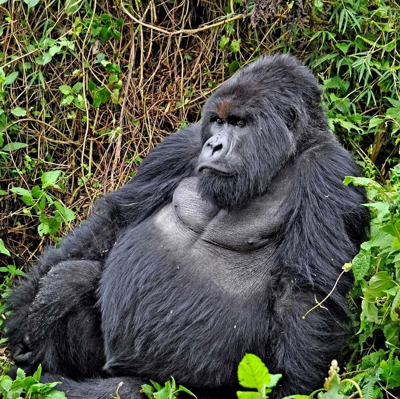 Congo gorilla trekking Safaris & Tours